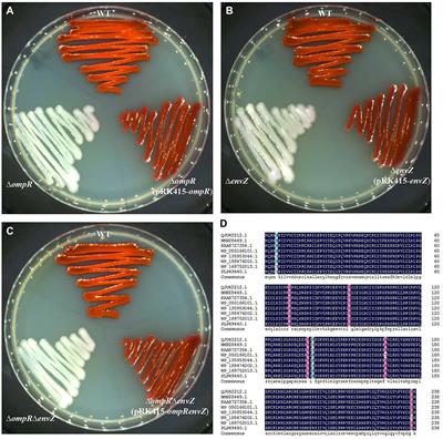 Transcriptional factor OmpR positively regulates prodigiosin biosynthesis in Serratia marcescens FZSF02 by binding with the promoter of the prodigiosin cluster